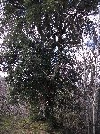 Ilice_della_Portella - Quercus_ilex_20101205 029.jpg